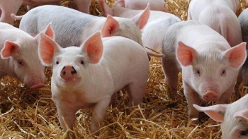 Giá thịt lợn hôm nay 29/1: Tiếp tục giảm ở một số địa phương