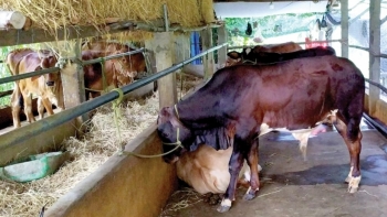 Ninh Bình: Ban hành Kế hoạch phòng, chống dịch bệnh gia súc, gia cầm, thủy sản năm 2021