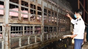 Hà Nội: Tăng cường kiểm soát vận chuyển lợn, sản phẩm từ lợn qua biên giới