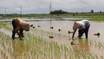 Cả nước đã gieo cấy được hơn 1,8 triệu ha lúa vụ Đông Xuân