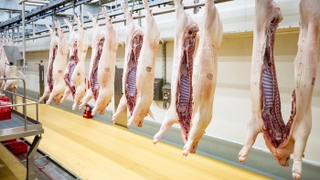 Giá thịt lợn hôm nay 29/1: Tiếp tục lặng sóng