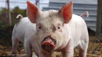 Giá thịt lợn hôm nay 1/2: Một số địa phương tiếp tục giảm