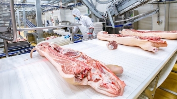 Giá thịt lợn hôm nay 1/2: Thị trường ổn định đầu tuần