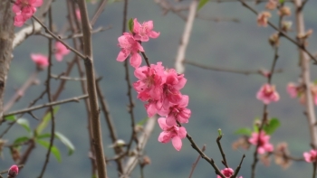 Hải Dương: Kêu gọi hỗ trợ người dân trồng đào trên địa bàn thành phố