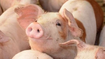 Giá thịt lợn hôm nay 2/2: Tiếp đà giảm ở nhiều nơi