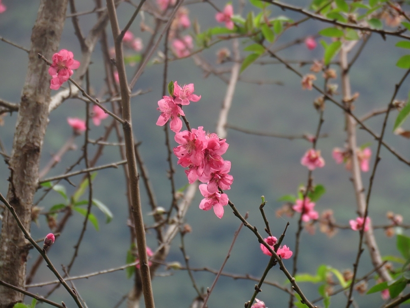 UBND thành phố Hải Dương kêu gọi hỗ trợ nông dân trông đào trên địa bàn thành phố