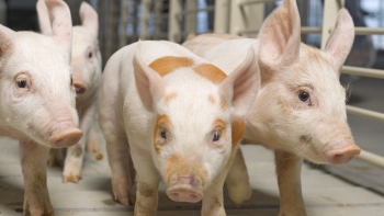 Giá thịt lợn hôm nay 3/2: Một vài tỉnh thành tiếp tục giảm