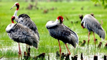 Đồng Tháp: Tăng cường tuyên truyền bảo tồn đa dạng sinh học, các loài hoang dã