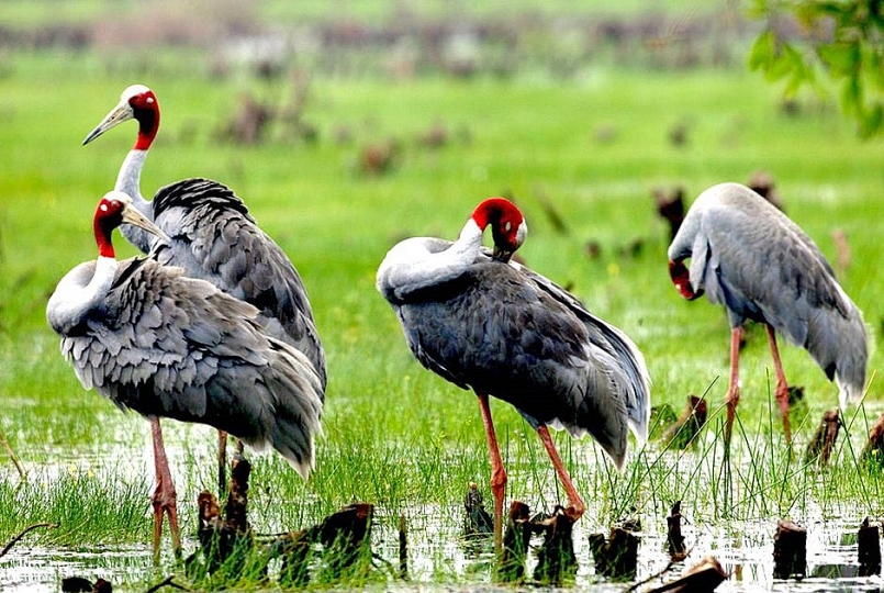 Đồng Nai tăng cường tuyên truyền bảo tồn đa dạng sinh học, các loài hoang dã
