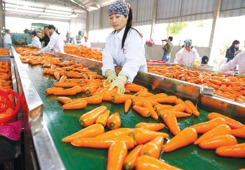 Hà Nội: Triển khai các nhiệm vụ bảo đảm an toàn nông sản dịp Tết và lễ hội Xuân 2021