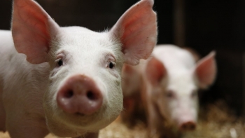 Giá thịt lợn hôm nay 4/2: Đồng loạt chững giá