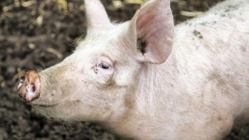 Giá thịt lợn hôm nay 5/2: Giảm tại một số tỉnh thành