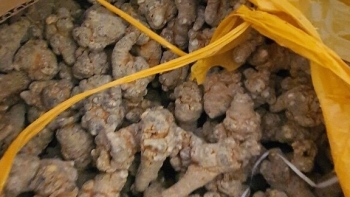 Hà Giang: Phát hiện, tịch thu 100kg củ Tam Thất không có hoá đơn chứng từ