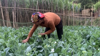 Bắc Kạn: Tập trung thu hoạch cây trồng vụ Đông