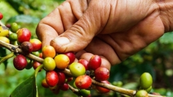 Giá cà phê hôm nay 6/2: Tiếp tục tăng