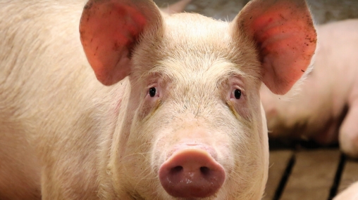 Giá thịt lợn hôm nay 6/2: Đồng loạt giảm tại ba miền