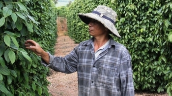 Giá hồ tiêu hôm nay 6/2: Đi ngang so với phiên giao dịch trước