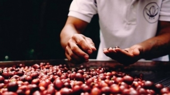Giá cà phê hôm nay 8/2: Giữ ổn định