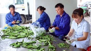 Hà Nội: Năm 2021, phấn đấu thành lập mới 152 tổ hợp tác, hợp tác xã, liên hiệp hợp tác xã