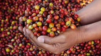Giá cà phê hôm nay 11/2: Tăng 200 - 300 đồng/kg
