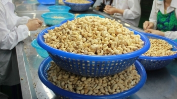 Kim ngạch xuất khẩu hàng hóa sang Hà Lan năm 2020 đạt 6,99 tỷ USD