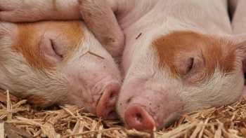 Giá thịt lợn hôm nay 15/2: Tăng nhẹ ở một vài địa phương