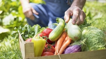 Kiên Giang: Đảm bảo an toàn thực phẩm trong lĩnh vực nông nghiệp