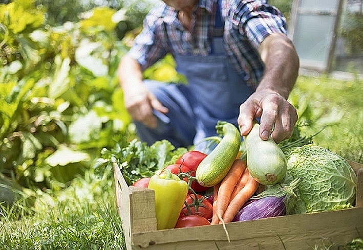 Kế hoạch hành động đảm bảo an toàn thực phẩm trong lĩnh vực nông nghiệp