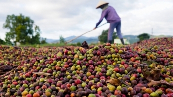 Giá cà phê hôm nay 16/2: Giảm nhẹ