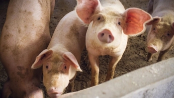Giá thịt lợn hôm nay 16/2: Điều chỉnh trái chiều tại các địa phương