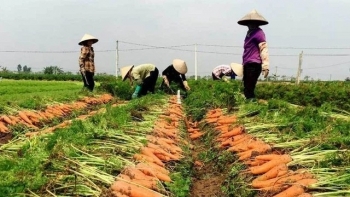 Hải Dương: Còn hơn 90.000 tấn rau vụ Đông đang chờ tiêu thụ