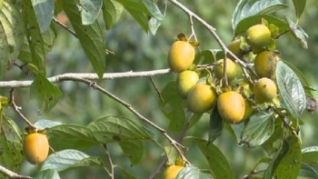 Bắc Kạn: Tập trung mở rộng diện tích trồng hồng không hạt ở huyện Na Rì