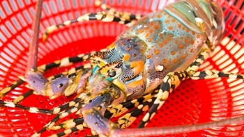 Việt Nam đã bảo hộ 94 chỉ dẫn địa lý