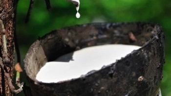 Nhu cầu tại Mỹ hồi phục kéo giá cao su tăng trở lại