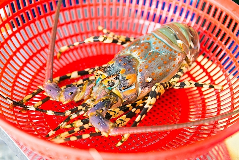 Sản phẩm tôm hùm bông “Phú Yên” đã được bảo hộ chỉ dẫn địa lý trong năm 2020. Ủy ban nhân dân tỉnh Phú Yên là tổ chức quản lý Sản phẩm tôm hùm bông “Phú Yên” đã được bảo hộ chỉ dẫn địa lý trong năm 2020. Ủy ban nhân dân tỉnh Phú Yên là tổ chức quản lý