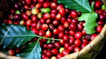 Giá cà phê hôm nay 18/2: Tiếp tục tăng nhẹ