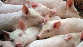 Giá thịt lợn hôm nay 18/2: Điều chỉnh giảm nhẹ tại một số địa phương
