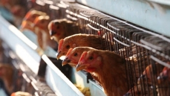 Cà Mau: Phòng, chống bệnh cúm gia cầm lây sang người