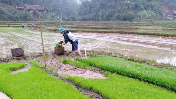 Bắc Kạn sẵn sàng cho một vụ mới đạt năng suất, sản lượng cao