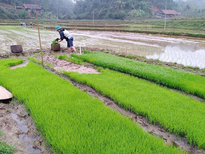 Bắc Kạn sẵn sàng cho một vụ mới đạt năng suất, sản lượng cao.