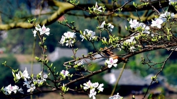 Điện Biên dừng tổ chức Lễ hội Hoa Ban năm 2021