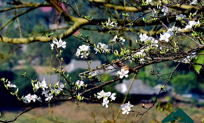 Điện Biên dừng tổ chức Lễ hội Hoa Ban năm 2021 Điện Biên dừng tổ chức Lễ hội Hoa Ban năm 2021