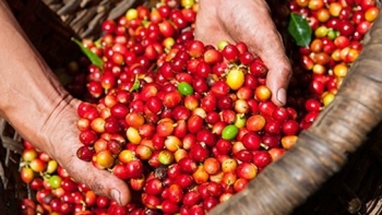 Giá cà phê hôm nay 20/2: Giảm 200 - 300 đồng/kg