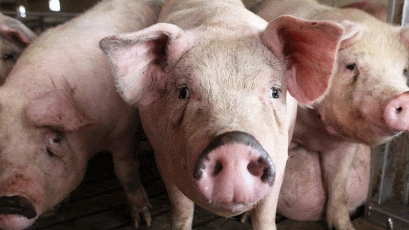 Giá thịt lợn hôm nay 20/2: Tiếp tục giảm