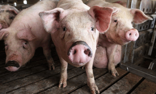 Giá thịt lợn hôm nay 20/2 tiếp tục giảm