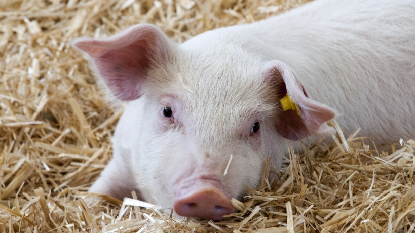 Giá thịt lợn hôm nay 22/2: Tiếp tục giảm rải rác