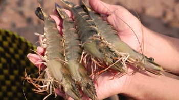 Tăng cường hiệu quả kiểm soát chất lượng, an toàn thực phẩm thủy sản