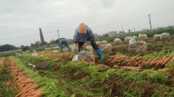 Hải Dương tiếp tục đề nghị Hải Phòng tạo điều kiện lưu thông nông sản