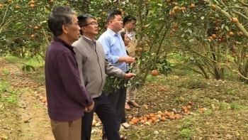 Hà Giang: Xót xa cam sành rụng đỏ gốc