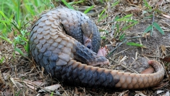 TP HCM: Tăng cường biện pháp quản lý động vật hoang dã trên địa bàn